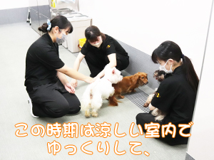 夏のＷａｎ活♪